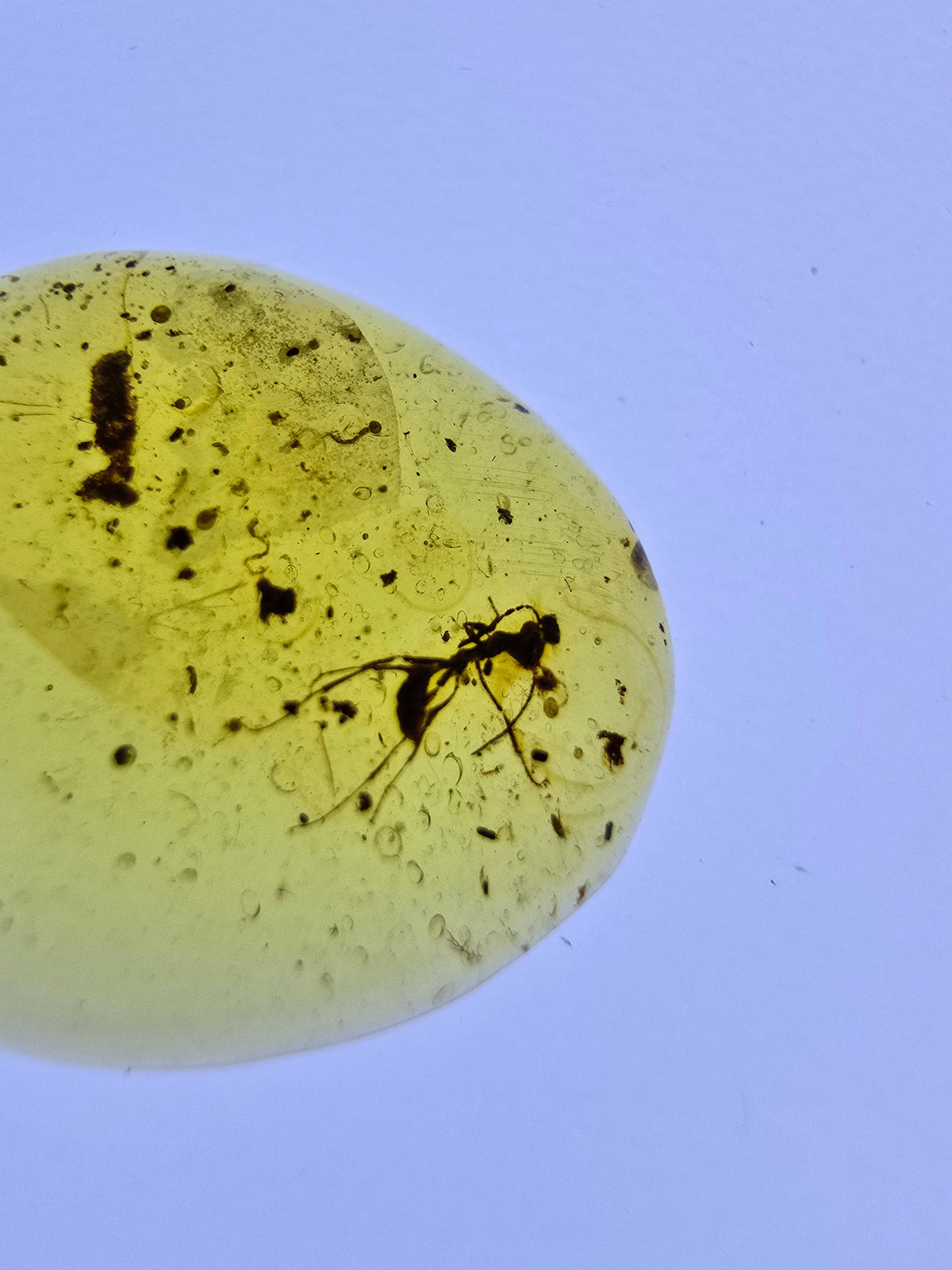 Wholesale Burmese Amber With Bugs Inclusions 40 pieces H6102303