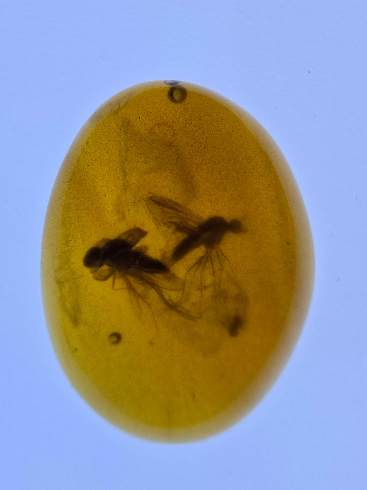 Wholesale Burmese Amber With Bugs Inclusions 40 pieces H6102303