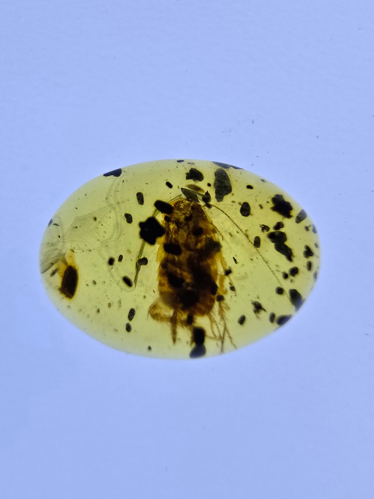 Wholesale Burmese Amber With Bugs Inclusions 40 pieces H6102303