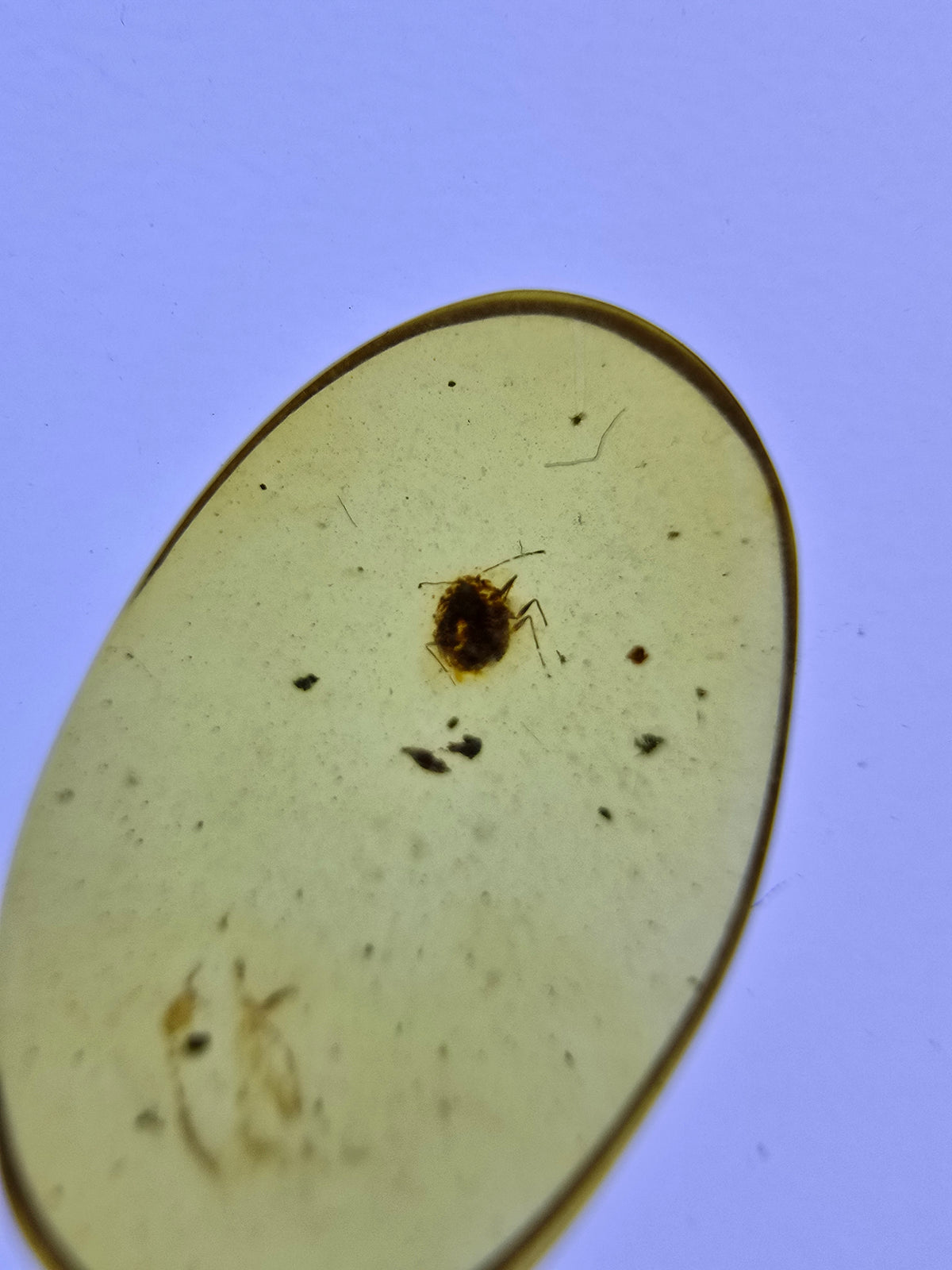 Wholesale Burmese Amber With Bugs Inclusions 40 pieces H6102303