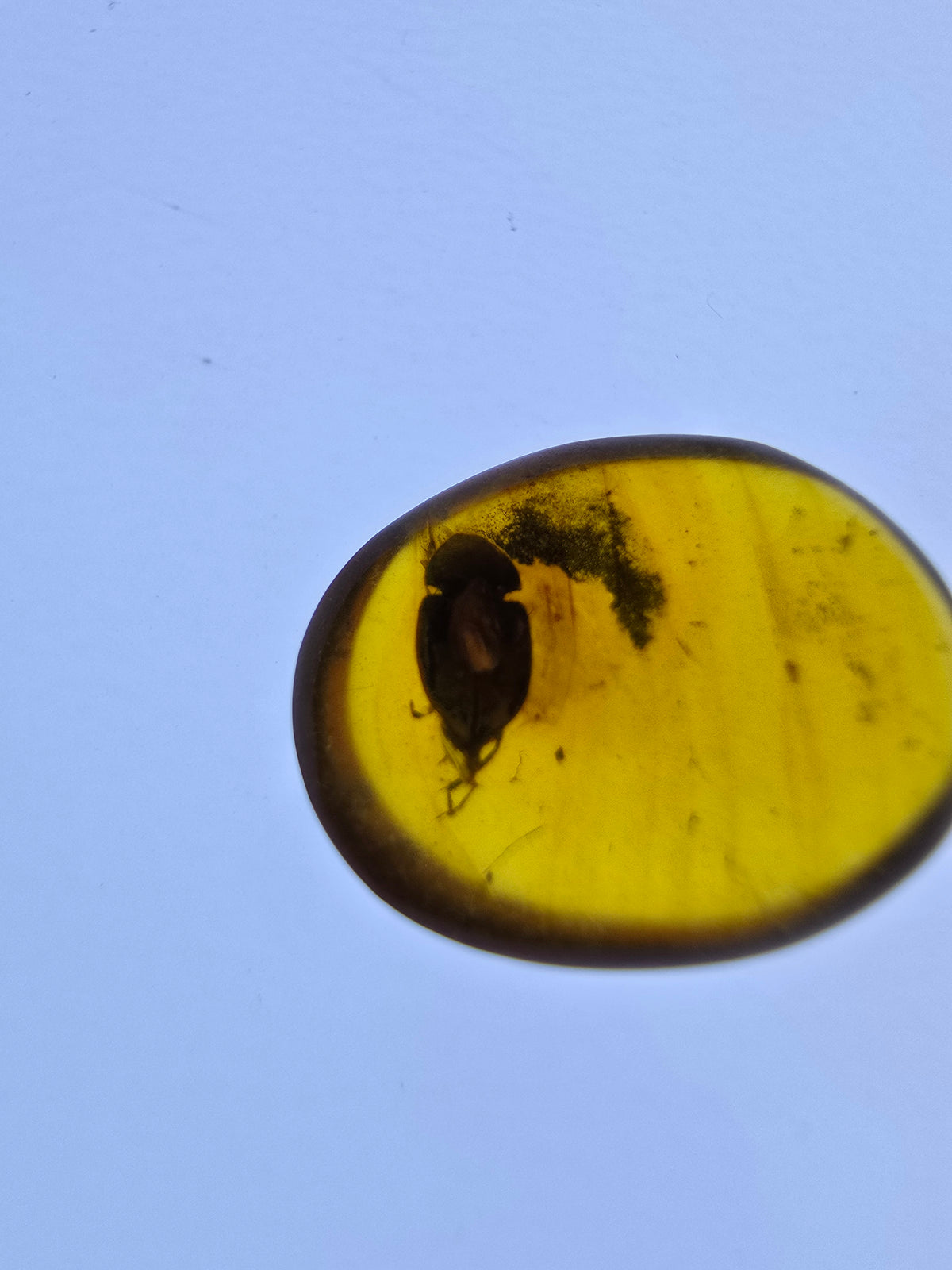 Wholesale Burmese Amber With Bugs Inclusions 40 pieces H6102303