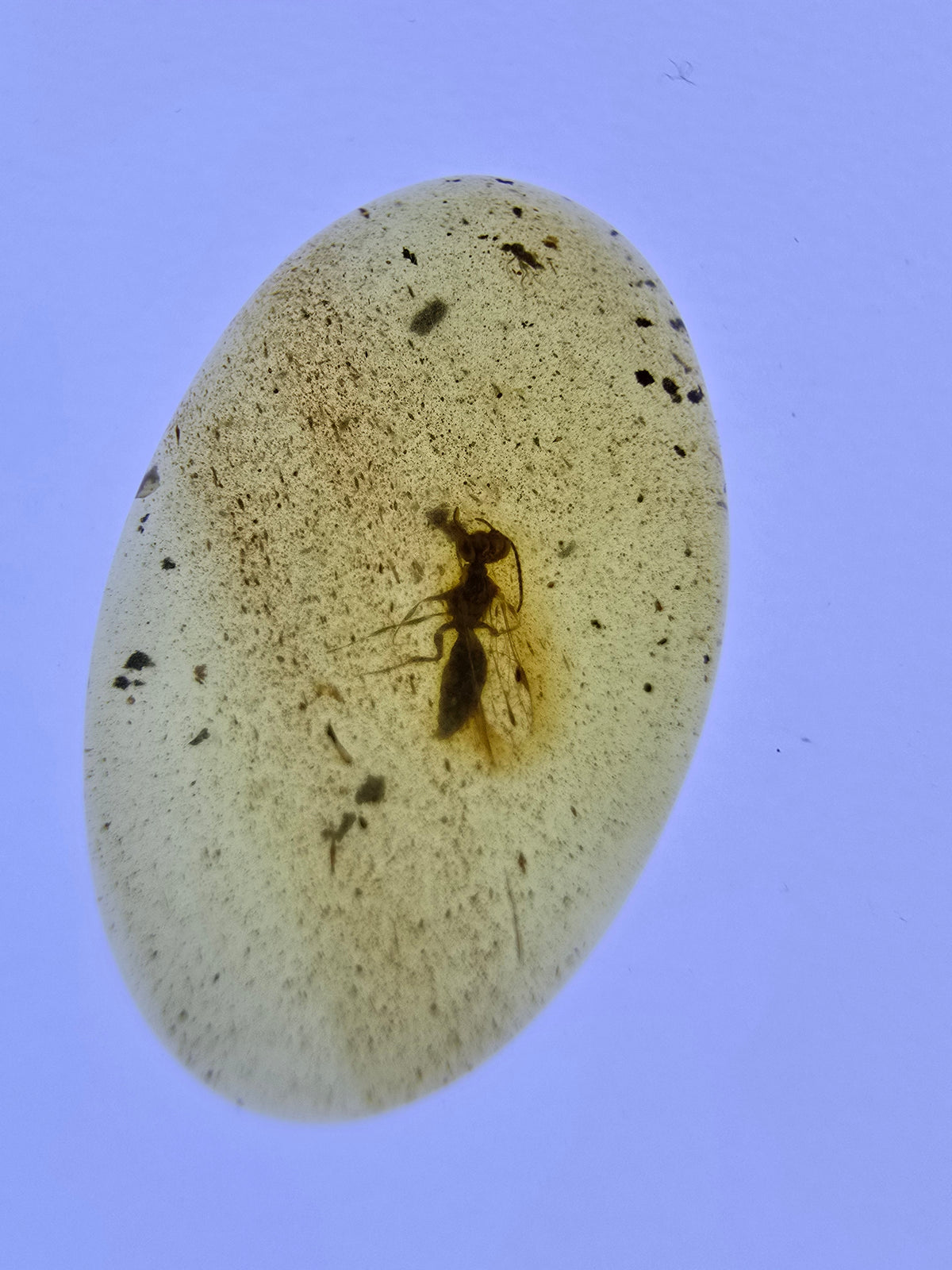 Wholesale Burmese Amber With Bugs Inclusions 40 pieces H6102303
