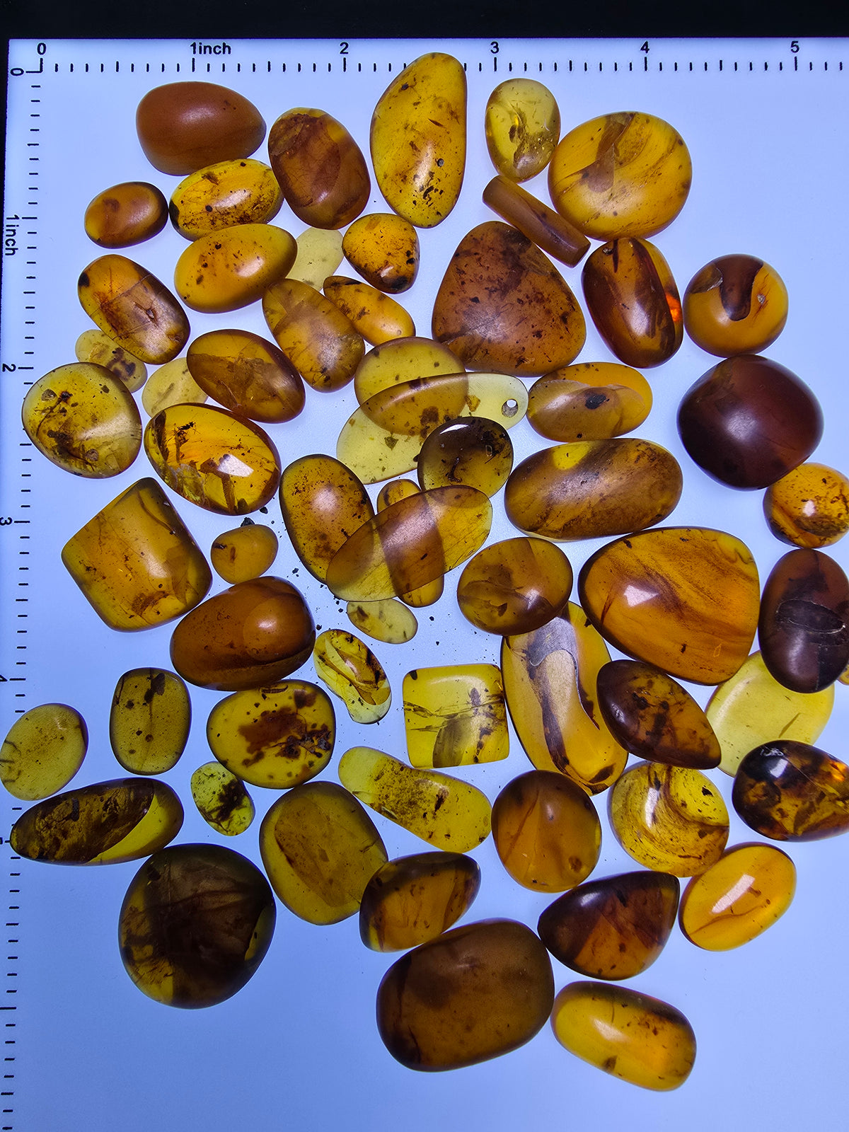 Wholesale Burmese Amber With Bugs Inclusions 61 pieces H6102302