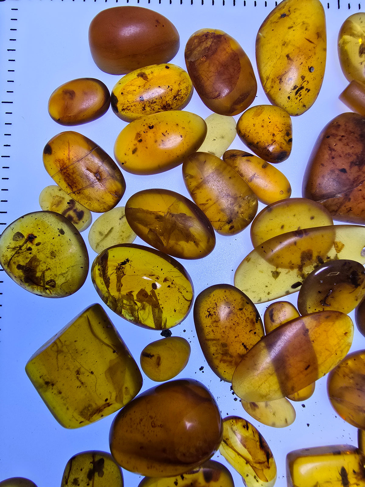 Wholesale Burmese Amber With Bugs Inclusions 61 pieces H6102302