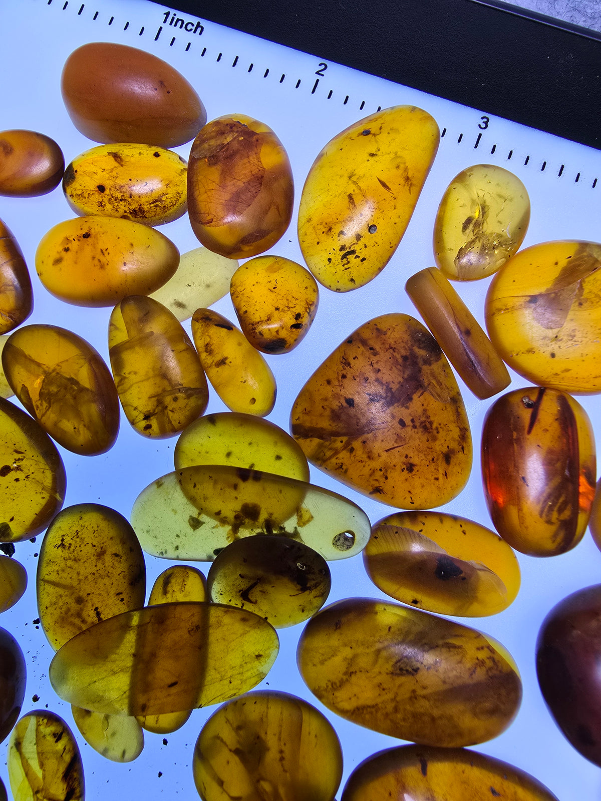Wholesale Burmese Amber With Bugs Inclusions 61 pieces H6102302