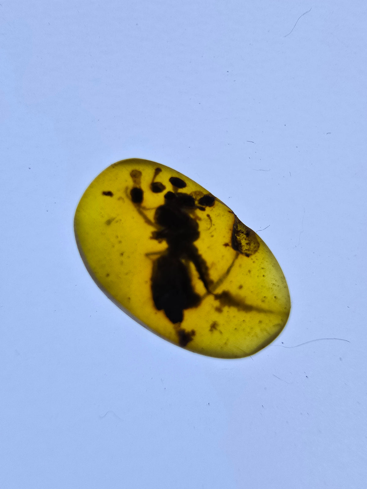 Wholesale Burmese Amber With Bugs Inclusions 61 pieces H6102302