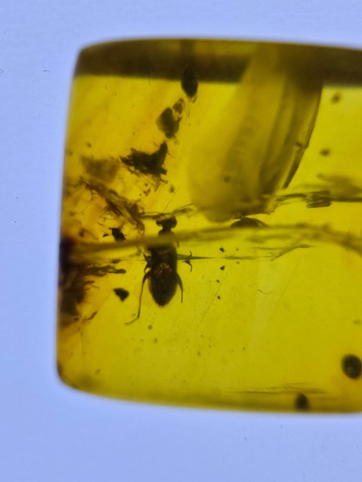 Wholesale Burmese Amber With Bugs Inclusions 61 pieces H6102302