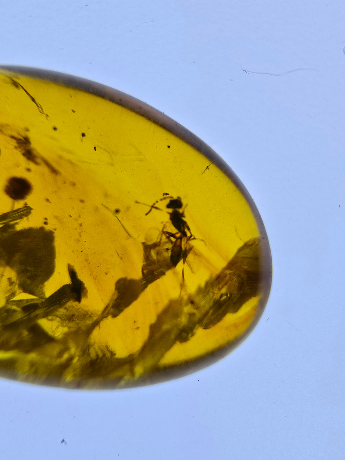 Wholesale Burmese Amber With Bugs Inclusions 61 pieces H6102302