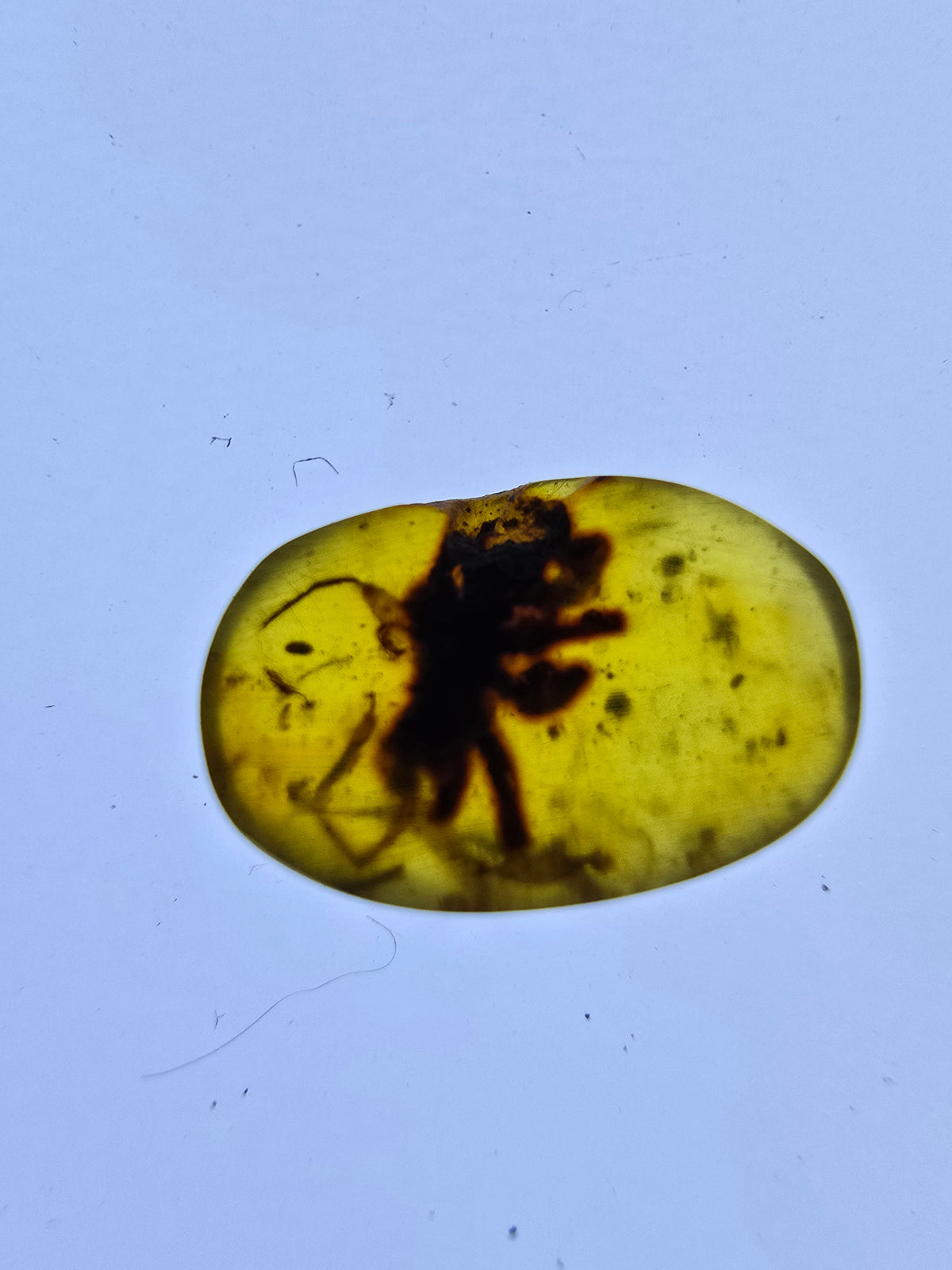 Wholesale Burmese Amber With Bugs Inclusions 61 pieces H6102302