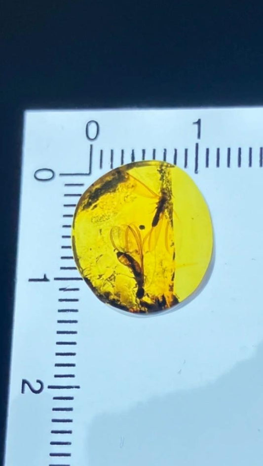 Burmese amber with inclusion of unknow insect(bug)