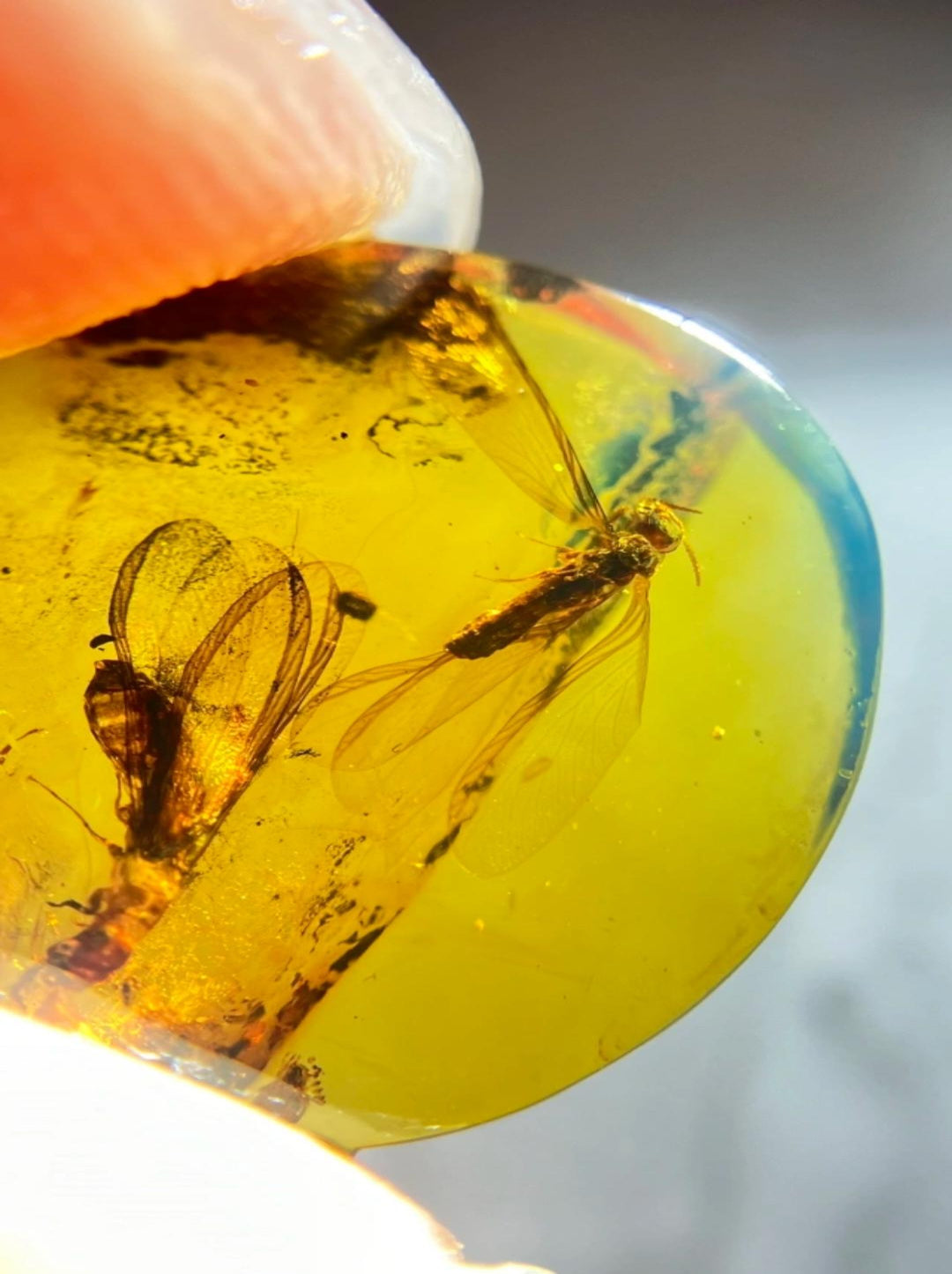 Burmese amber with inclusion of unknow insect(bug)