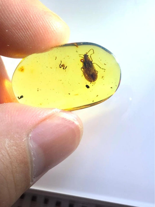 Burmese amber with inclusion of unknow beetle