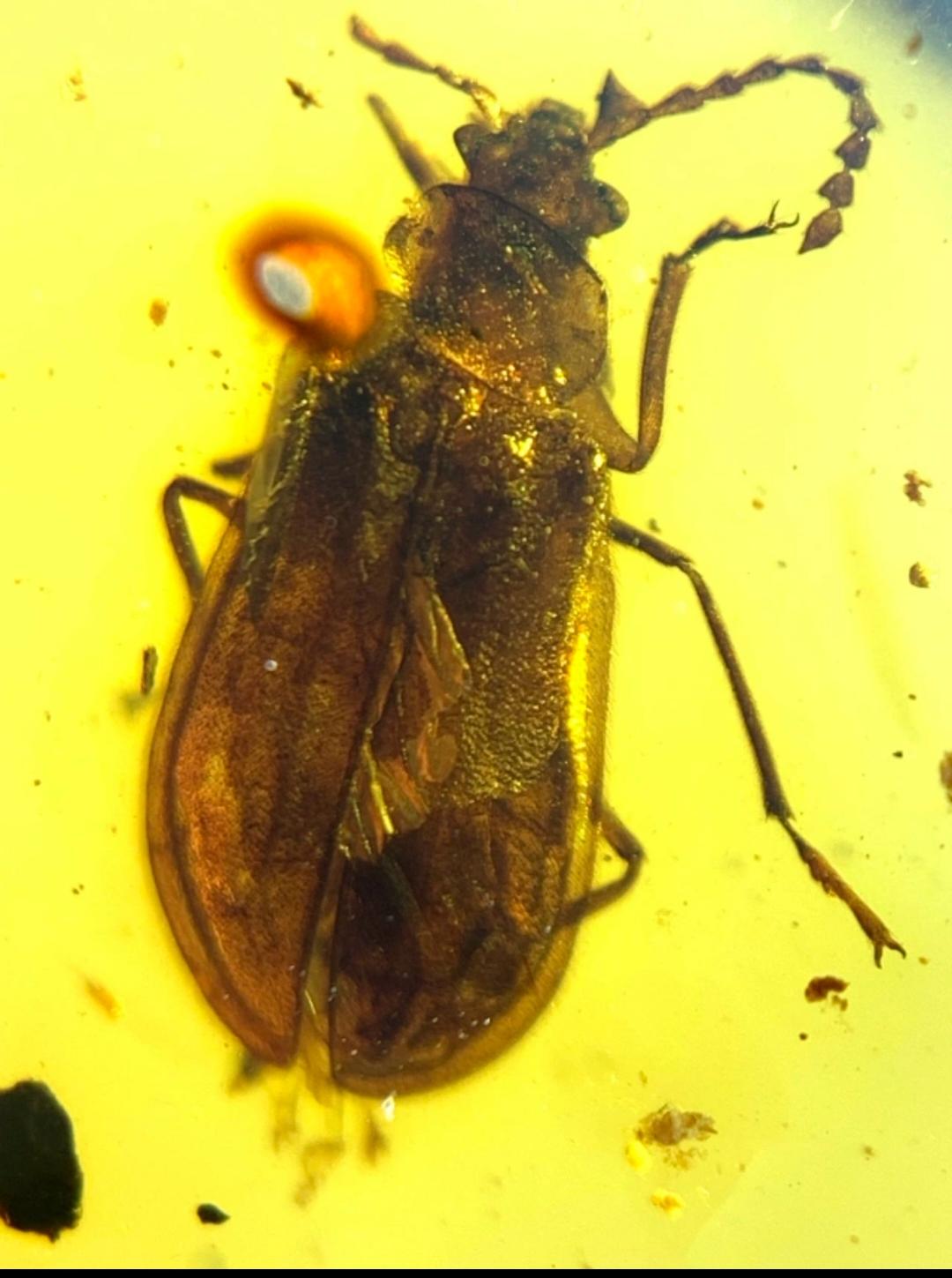 Burmese amber with inclusion of unknow beetle