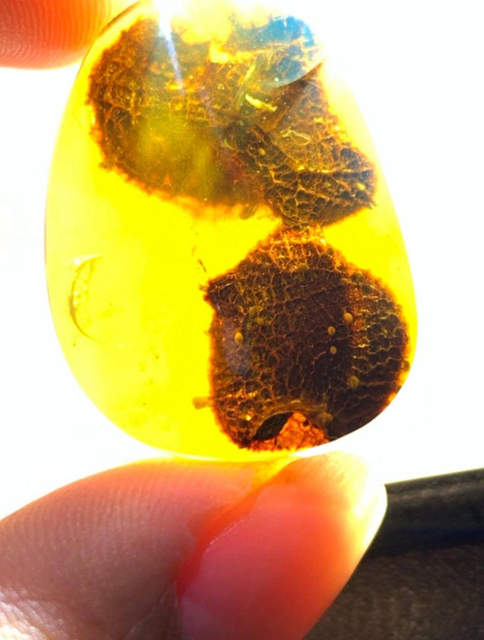 Burmese amber with inclusion of unknow species
