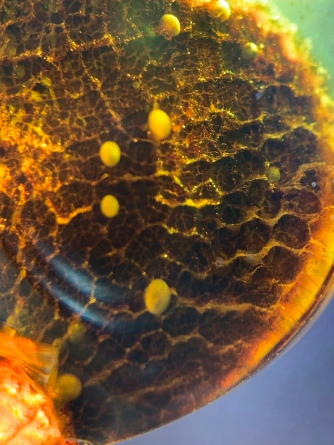 Burmese amber with inclusion of unknow species