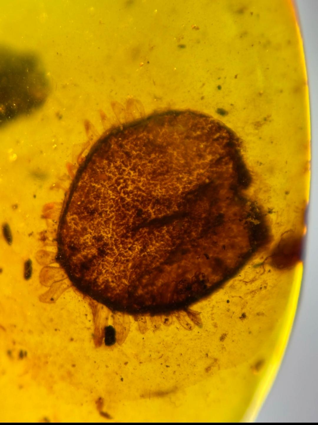 Burmese amber with inclusion of unknow species