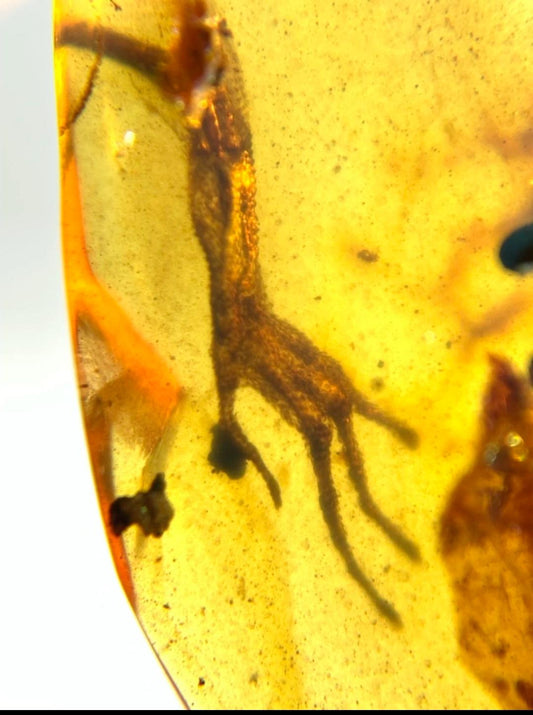 Burmese amber with inclusion of leg of lizard reptile
