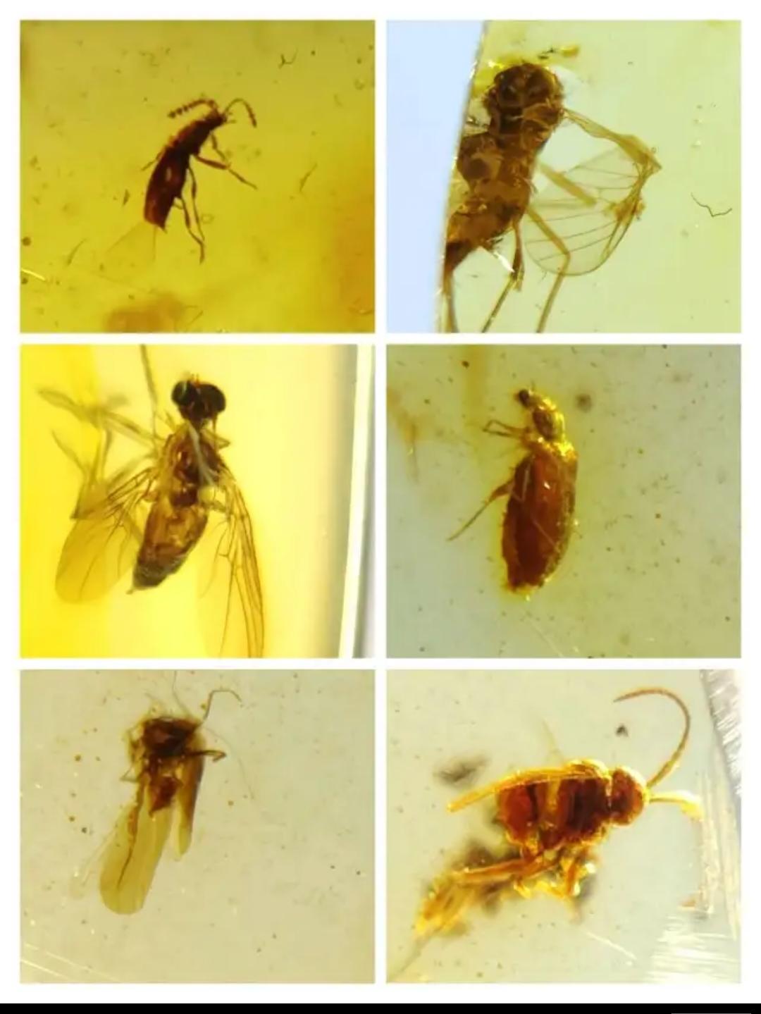Burmese amber with inclusion of leg of insects(different bugs wholesale lot)