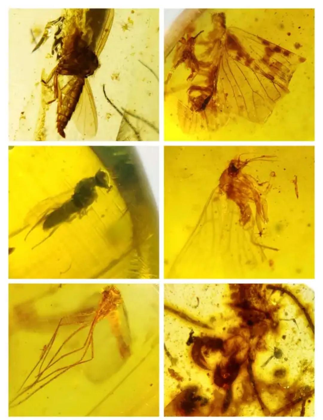 Burmese amber with inclusion of leg of insects(different bugs wholesale lot)
