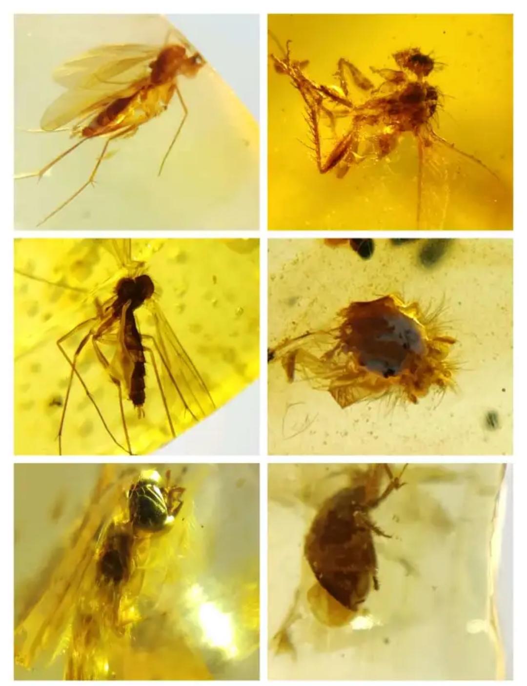 Burmese amber with inclusion of leg of insects(different bugs wholesale lot)