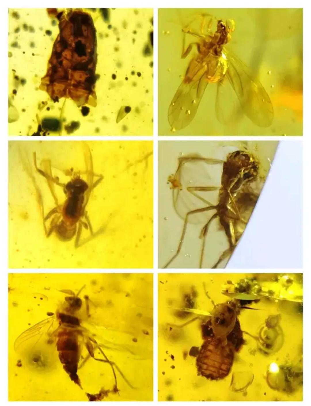 Burmese amber with inclusion of leg of insects(different bugs wholesale lot)
