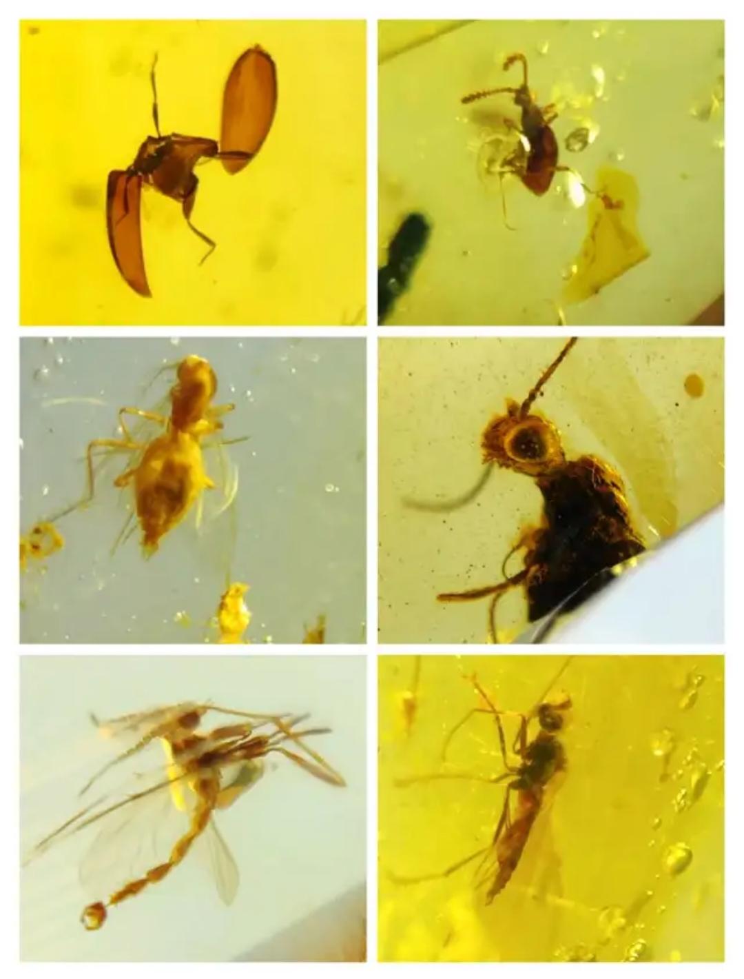 Burmese amber with inclusion of leg of insects(different bugs wholesale lot)