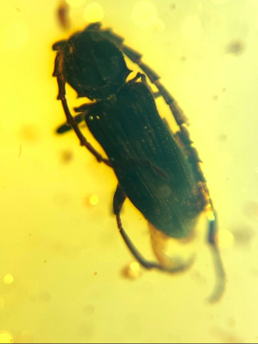 Burmese amber with inclusion of unknow beetle