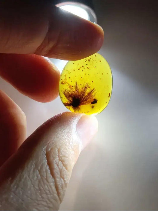 Burmese amber with inclusion of unknow plant species(it looks like dandelion)