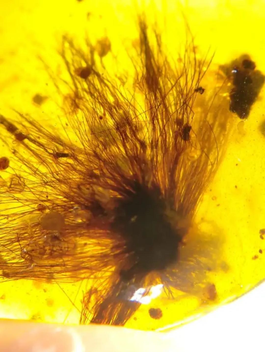 Burmese amber with inclusion of unknow plant species(it looks like dandelion)