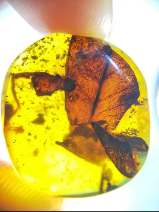 Burmese amber with inclusion of unknow plant leaf
