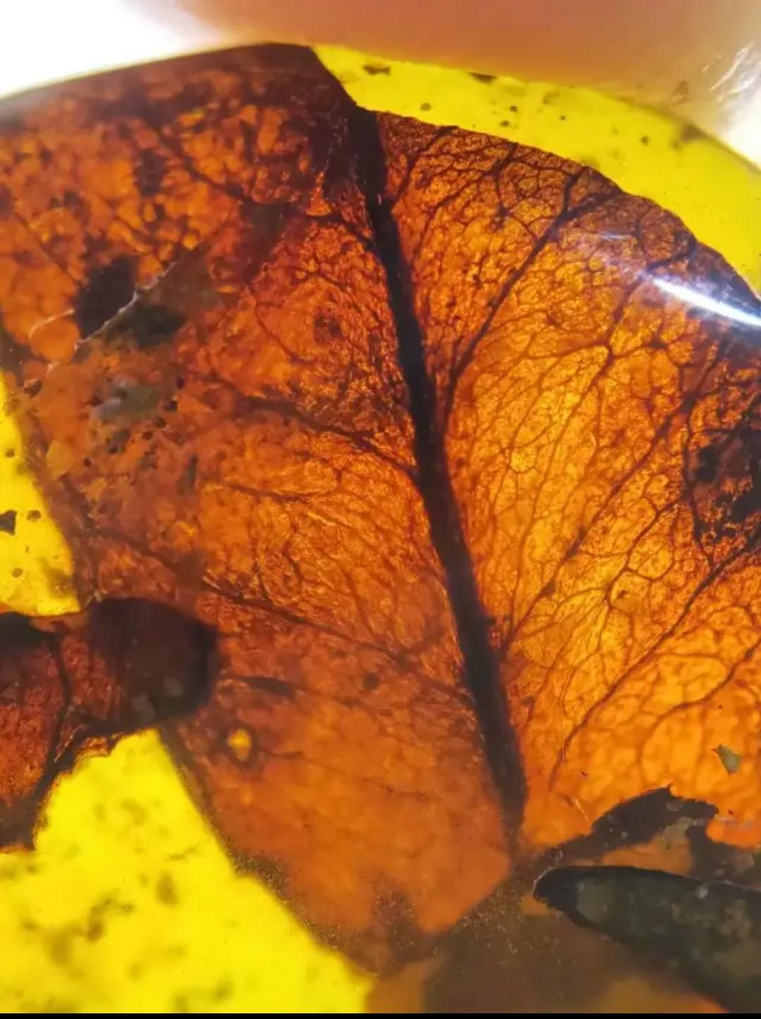 Burmese amber with inclusion of unknow plant leaf