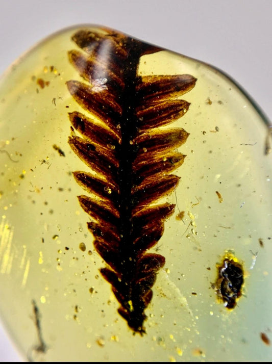 Burmese amber with inclusion of conifer leaf