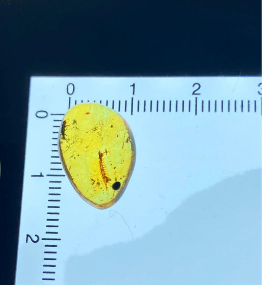 Burmese amber with inclusion of insect (supposed to be centipede)