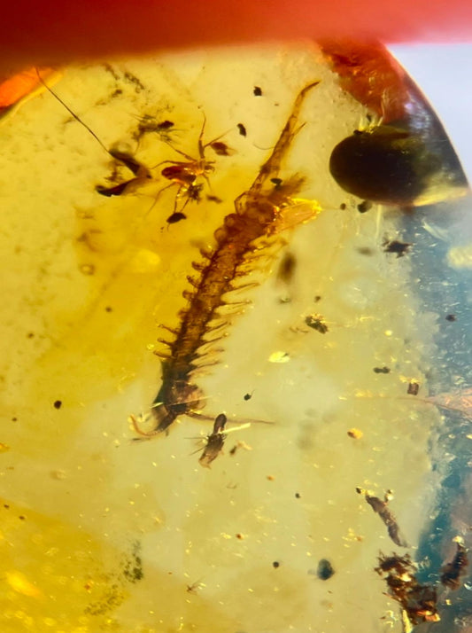 Burmese amber with inclusion of insect (supposed to be centipede)
