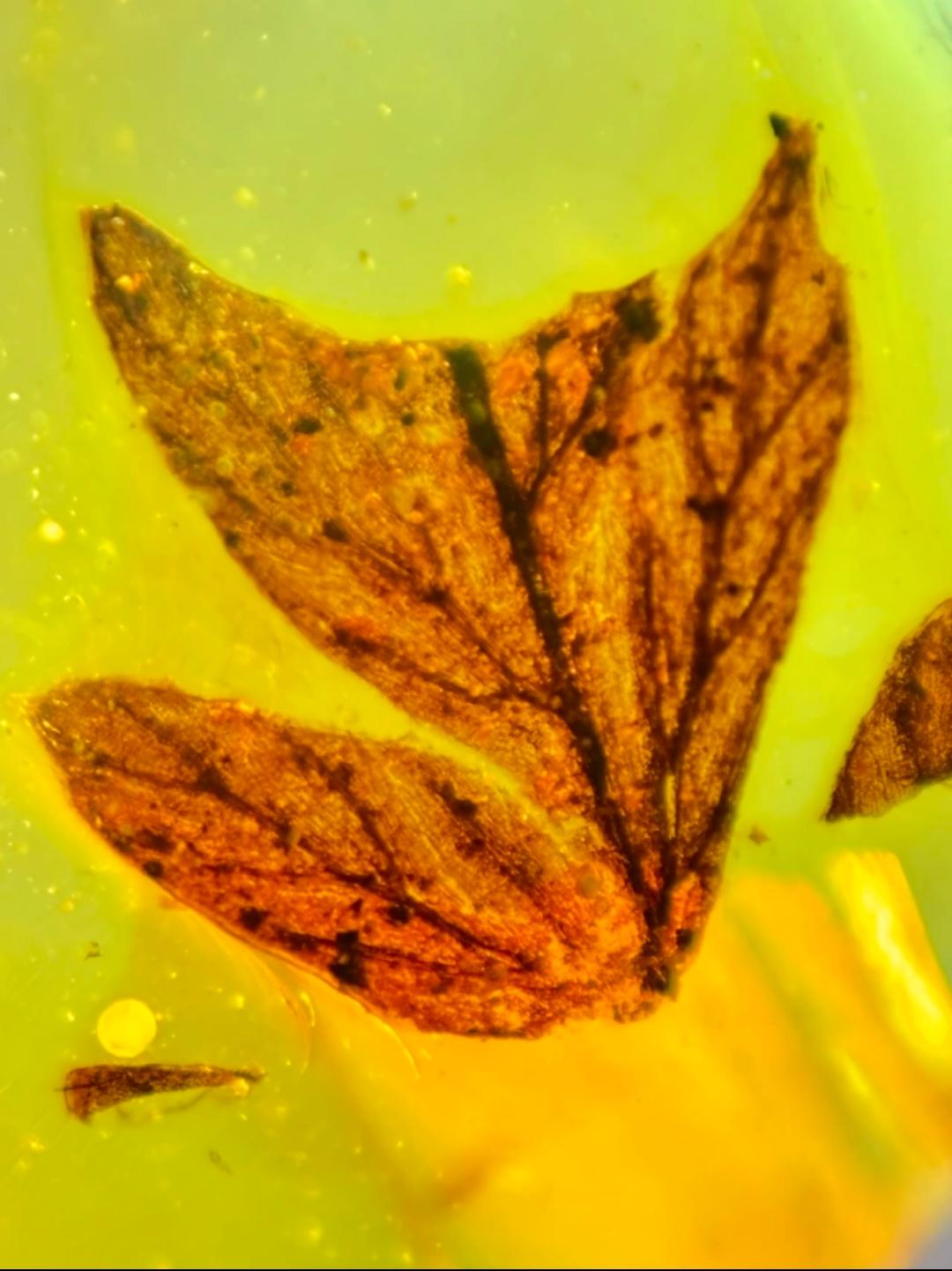 Burmese amber with inclusion of unknow plant leaf