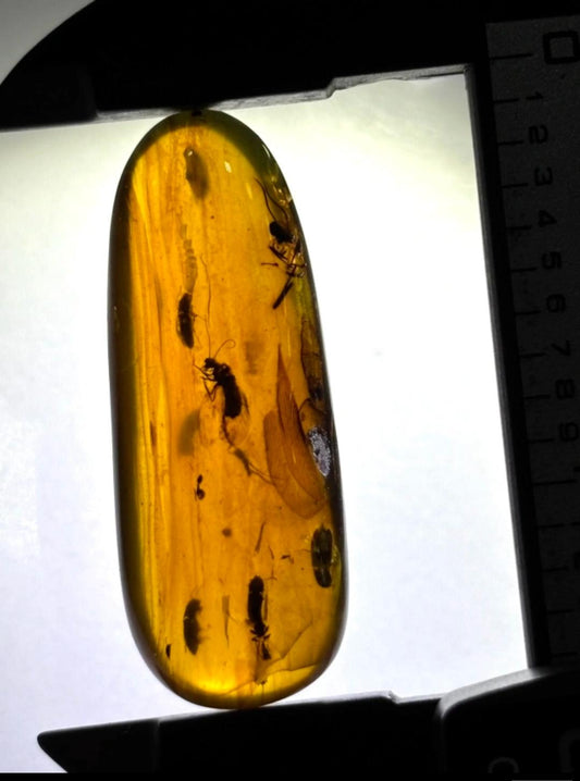 Burmese amber with inclusion of unknow insect