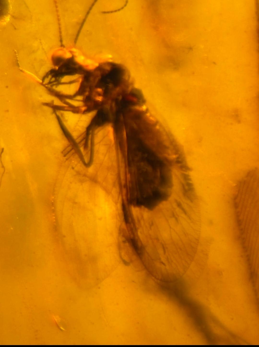 Burmese amber with inclusion of unknow insect