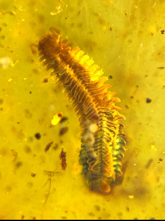 Burmese amber with inclusion of bug of millipede