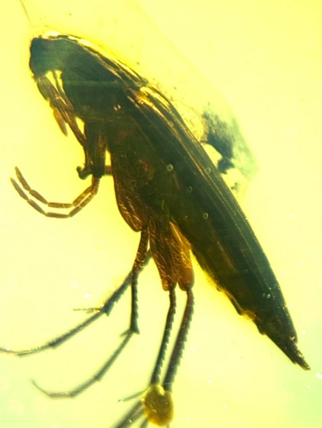 Burmese amber with inclusion of bug of unknow bug