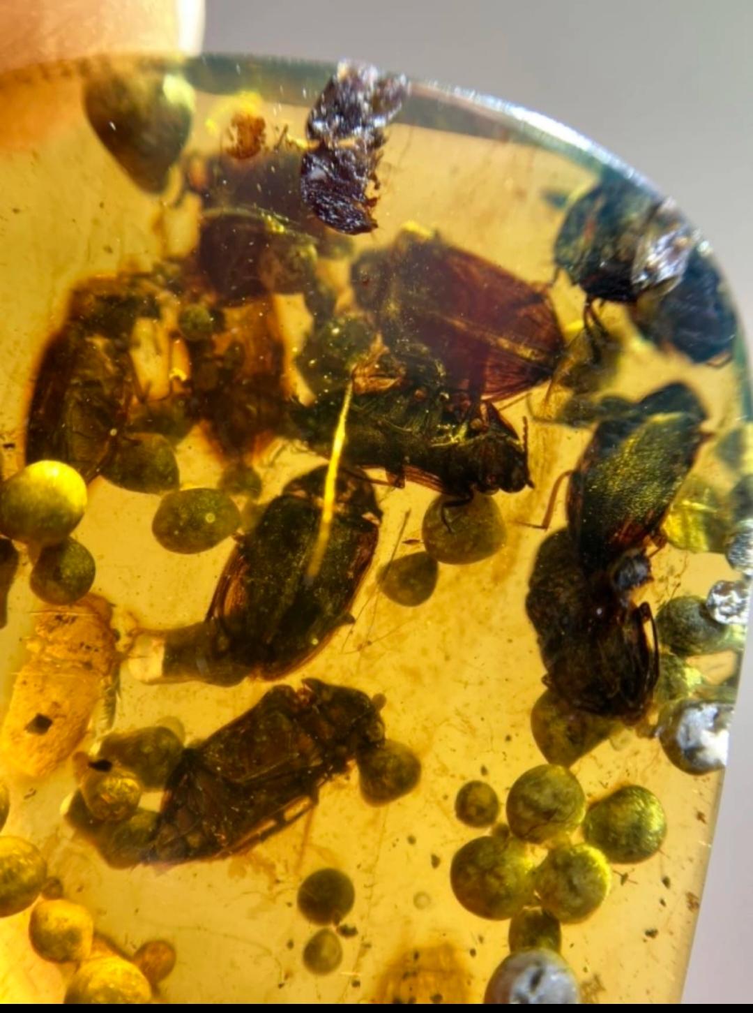Burmese amber with inclusion of a cluster of beetles and sea squirts