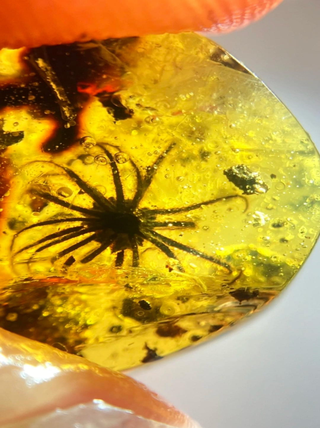 Burmese amber with inclusion of unknow prehistoric plant