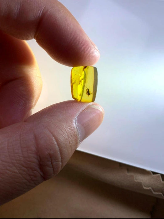 Burmese amber with inclusion of prehistoric beetle(supposed to be weevil)