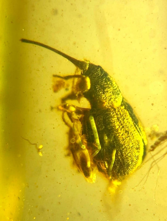 Burmese amber with inclusion of prehistoric beetle(supposed to be weevil)