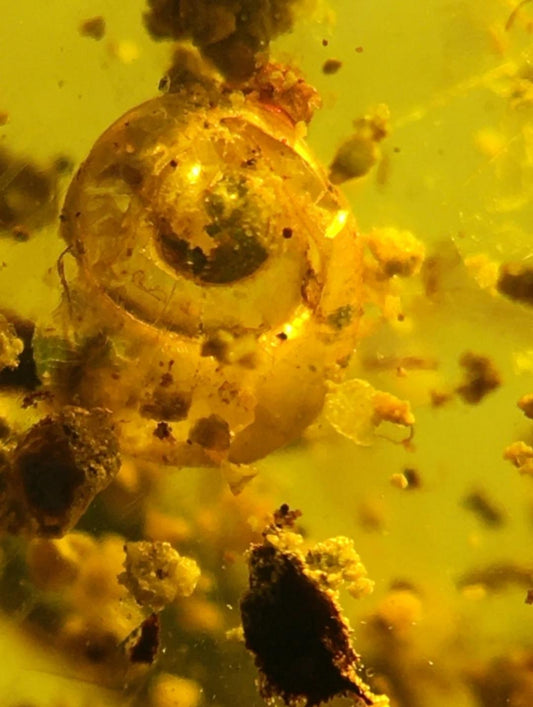 Burmese amber with inclusion of prehistoric snail