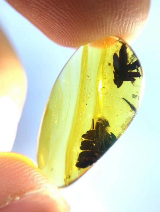 Burmese amber with inclusion of prehistoric unknow leaf