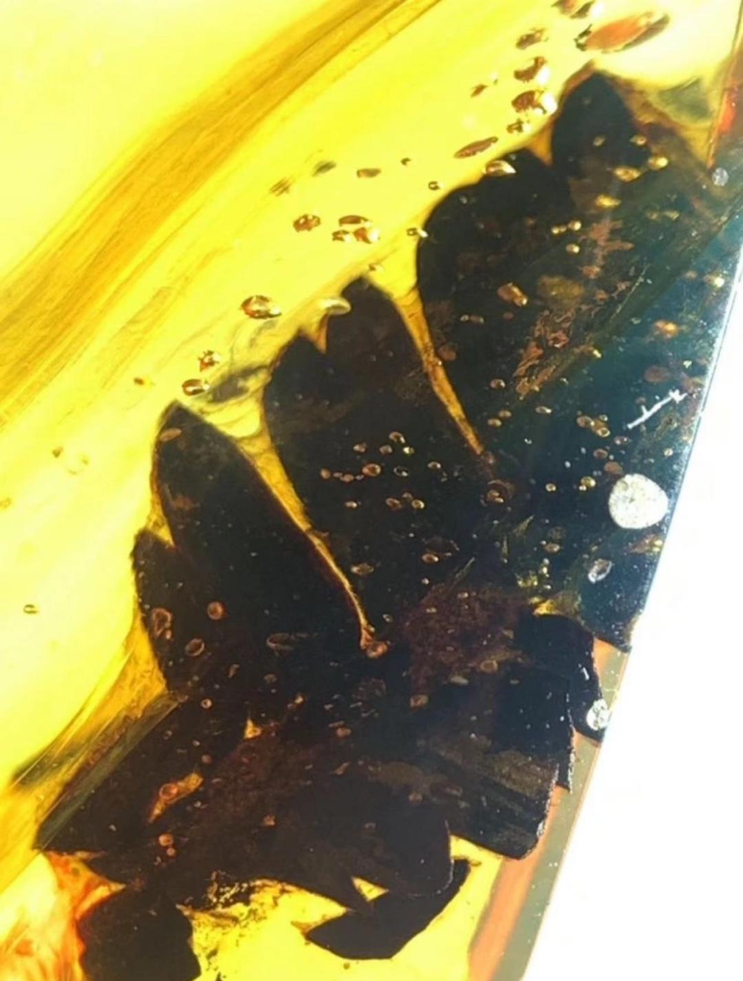 Burmese amber with inclusion of prehistoric unknow leaf