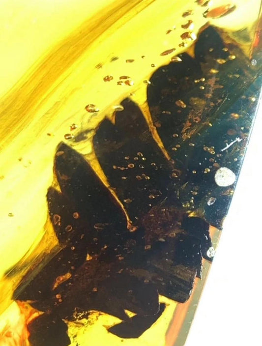 Burmese amber with inclusion of prehistoric unknow leaf