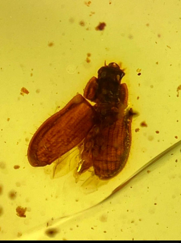 Burmese amber with inclusion of prehistoric unknow beetle