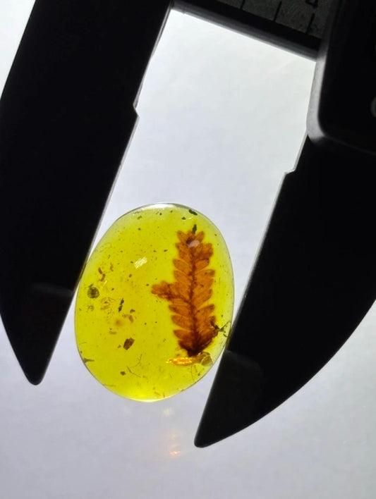Burmese amber with inclusion of prehistoric conifer leaf