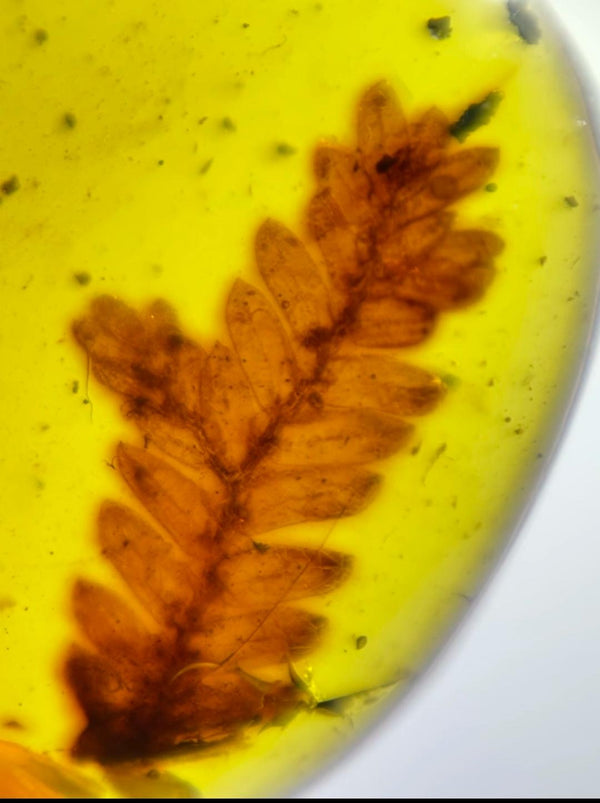 Burmese amber with inclusion of prehistoric conifer leaf